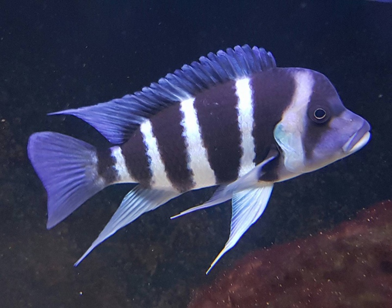 Cyphotilapia gibberosa 'Zongwe'